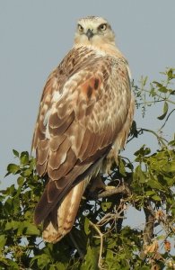 Long-legged Buzzard