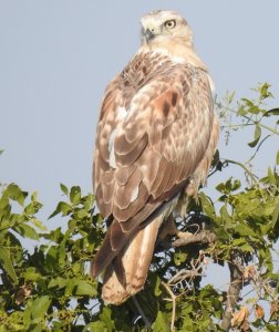 Long-legged Buzzard