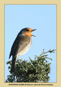 EUROPEAN ROBIN