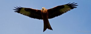 Red Kite in North Antrim