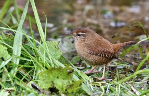 Wren