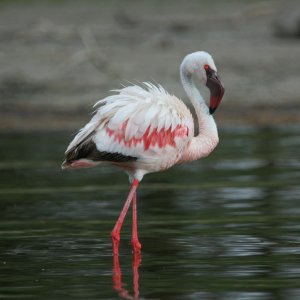 Lesser Flamingo