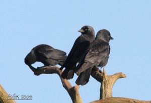 jackdaw