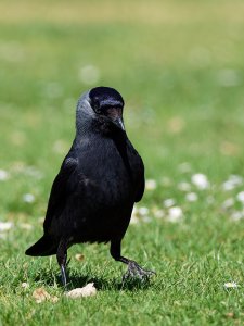 Jackdaw