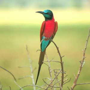 Northern Carmine Bee-eater