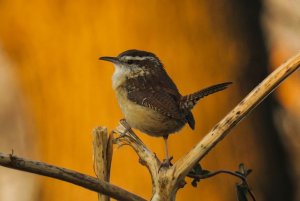 Carolina Wren