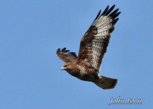 buzzard