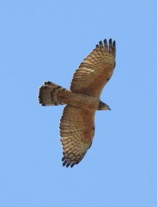 oriental Honey Buzzard