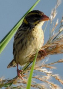 Streaked Weaver