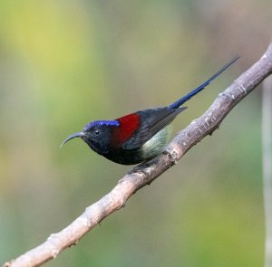 Black-throated Sunbird