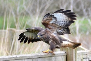 Buzzard