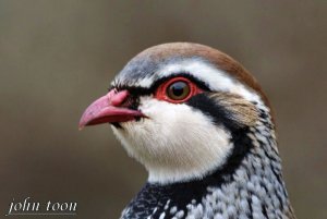 red  legged partridge