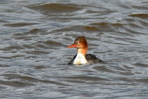 Red-breasted Merganser