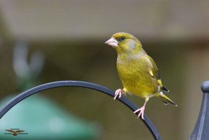 Greenfinch