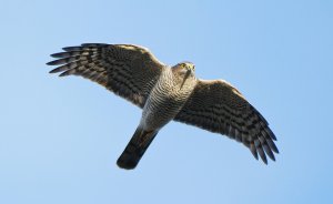 Sparrow Hawk