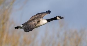 Canada Goose in Flight