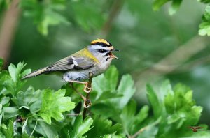 Firecrest