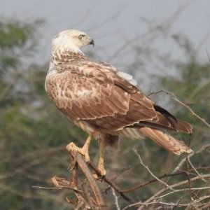 Long-legged Buzzard