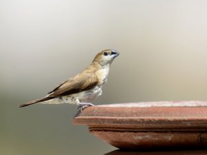 Indian Silverbill