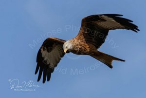 Red Kite at Argaty near Doune