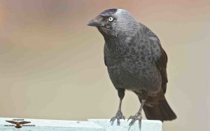 Jackdaw