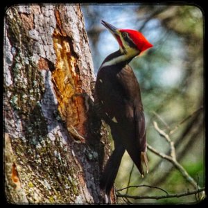 Pileated Woodpecker