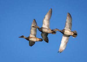 Gadwall Ducks in Flight.