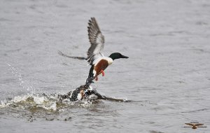 Shovelers