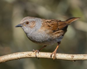 Dunnock