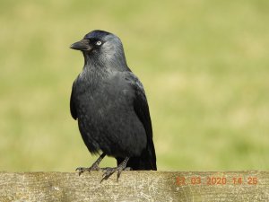 Jackdaw