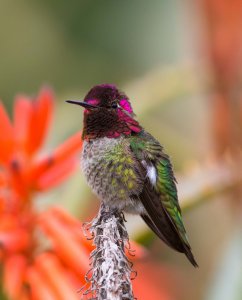 Anna's hummingbird