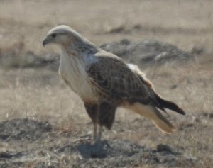 Long-legged Buzzard