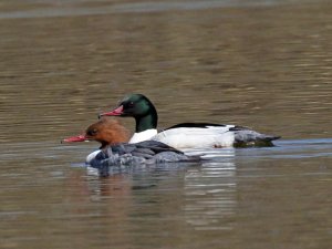 Goosander