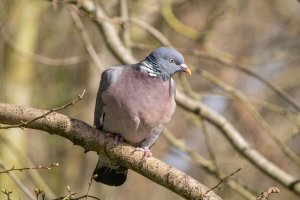 Wood Pigeon