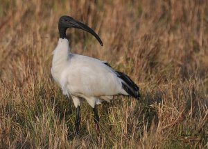 Sacred Ibis