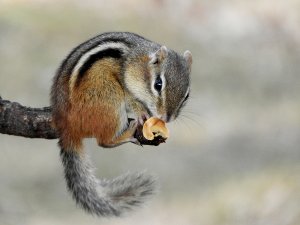 Eastern Chipmunk