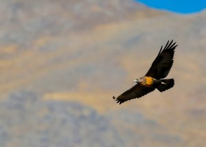 Black-chested Buzzard-Eagle (juvenile)