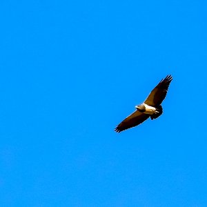 Black-chested Buzzard-Eagle (Adult)