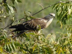 oriental Honey Buzzard