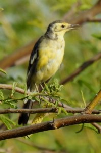 Citrine Wagtail