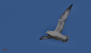 Fulmar