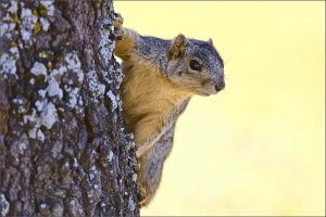 Eastern Fox Squirrel