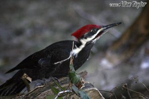 Pileated Woodpecker