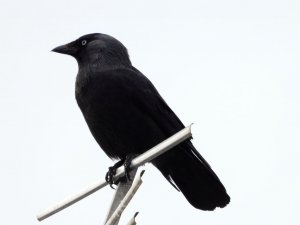 Jackdaw