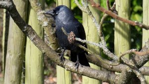 Jackdaw (Corvus monedula)