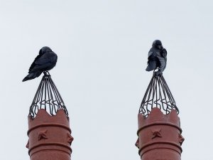 Two Jackdaws