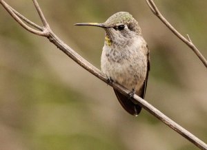 Anna's hummingbird