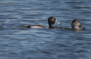 Ring Necked Duck