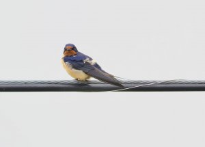 Barn Swallow (male)