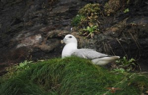 Fulmar